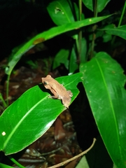 Rhinella proboscidea