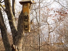 Poecile carolinensis