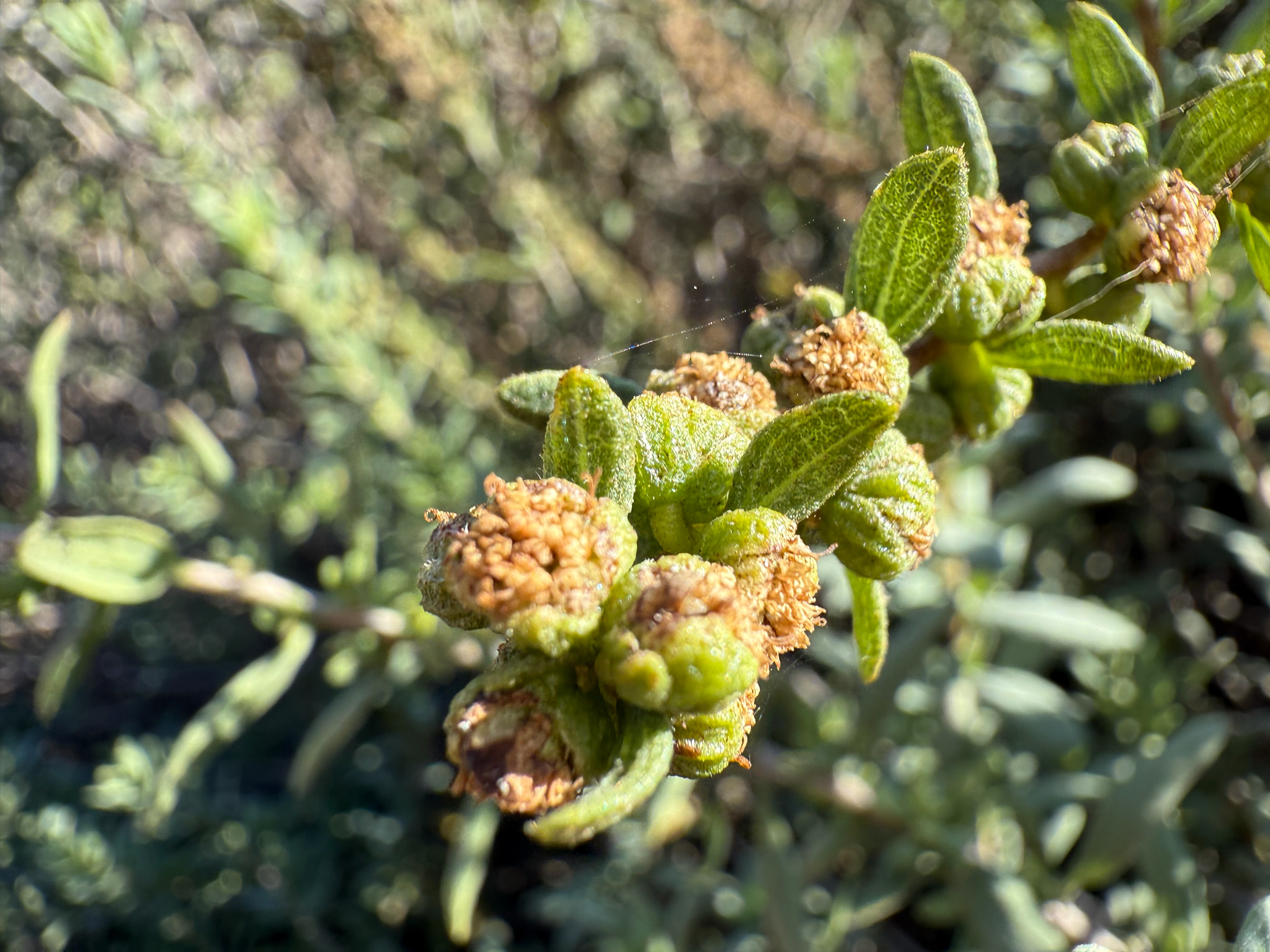 San Diego Marsh-Elder (Iva hayesiana)