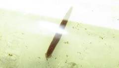 Girardia tigrina