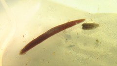 Girardia tigrina