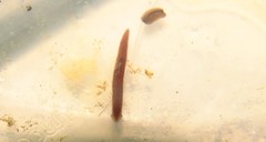 Girardia tigrina