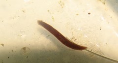 Girardia tigrina