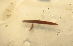 Girardia tigrina