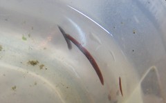 Girardia tigrina