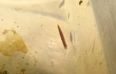 Girardia tigrina