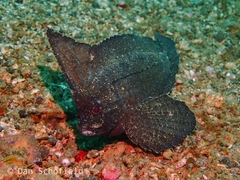 Ablabys taenianotus
