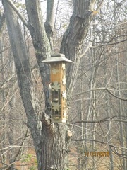 Melanerpes carolinus