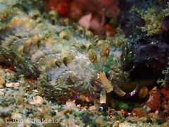 Pteraeolidia semperi