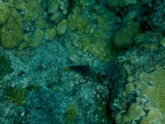 Yellowtail Damselfish