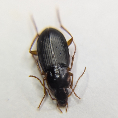 Calathus erratus