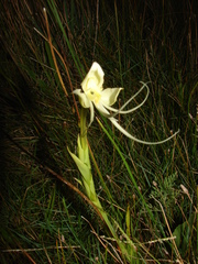 Habenaria gourlieana