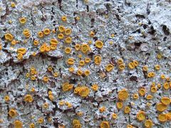 Brigantiaea leucoxantha