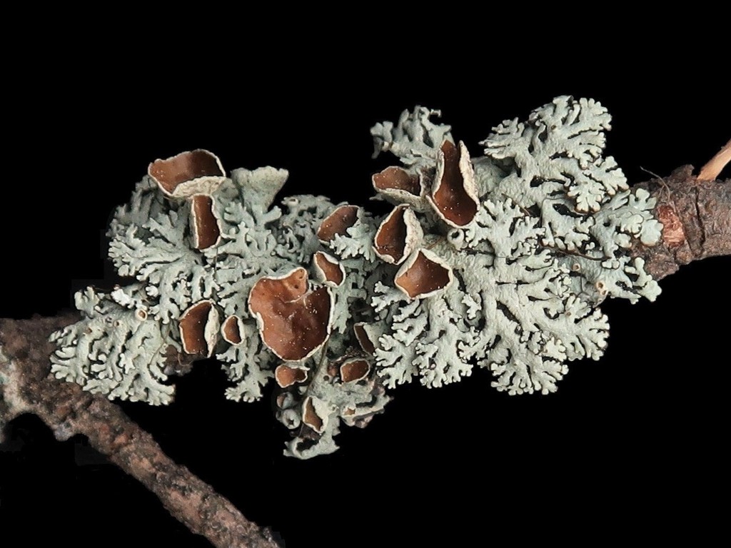 Hypogymnia wilfiana