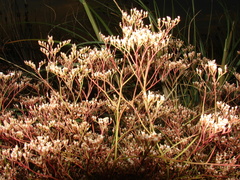 Limonium brasiliense