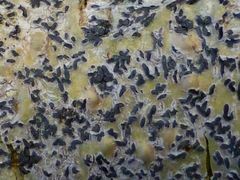 Leiorreuma explicans