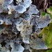 Textured Lung Lichen - Photo (c) troy_mcmullin, some rights reserved (CC BY-NC), uploaded by troy_mcmullin