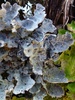Textured Lung Lichen - Photo (c) troy_mcmullin, some rights reserved (CC BY-NC), uploaded by troy_mcmullin