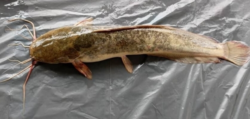 Gabon catfish (Clarias gabonensis) — Clariidae — 4