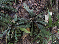 Blechnum membranaceum