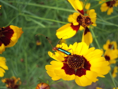 Compsocerus violaceus