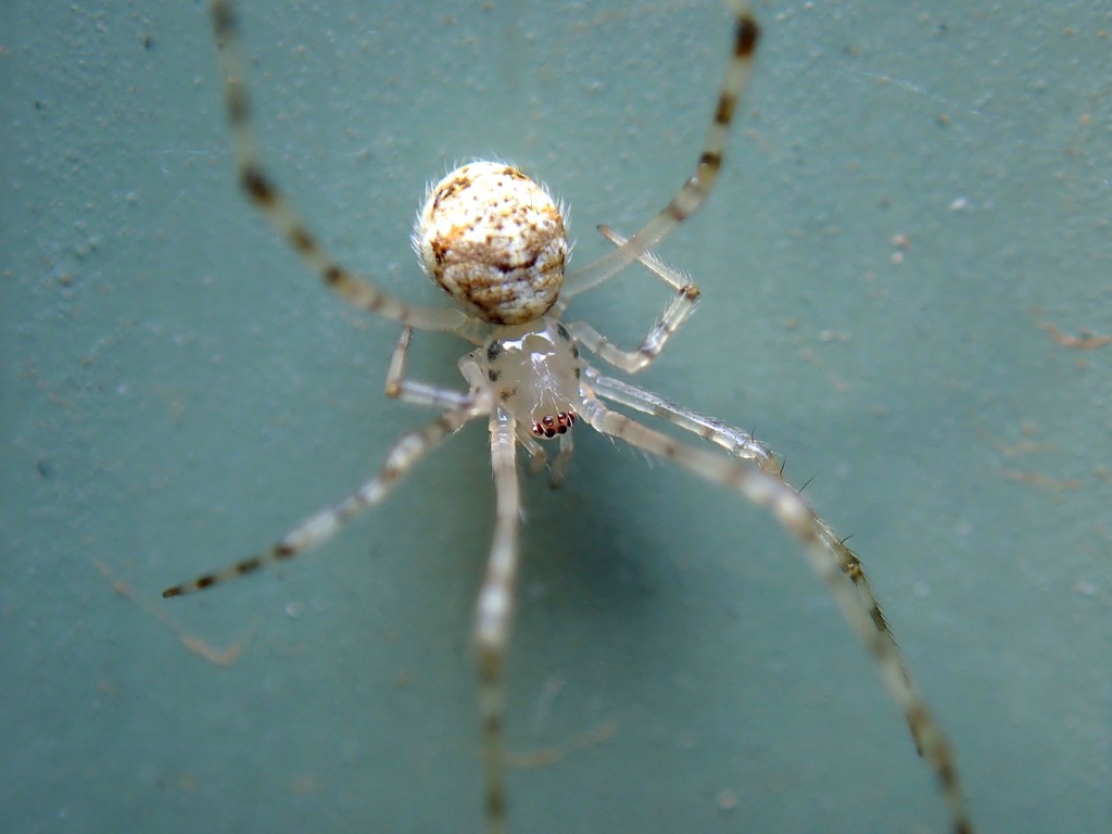 White porch spider from Sydney NSW, Australia on November 29, 2019 at ...