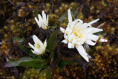 Hypochaeris sessiliflora