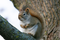 Tamiasciurus hudsonicus hudsonicus