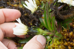 Hypochaeris sessiliflora