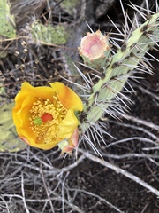 Opuntia × occidentalis