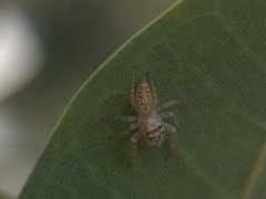 Opisthoncus parcedentatus