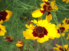 Compsocerus violaceus