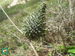 Ibatia ganglinosa