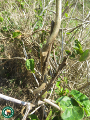 Ibatia ganglinosa