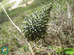Ibatia ganglinosa