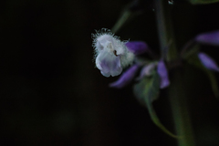 Salvia divinorum