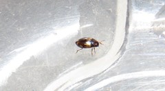 Hydroglyphus geminus