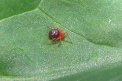 Ruborridion musivum
