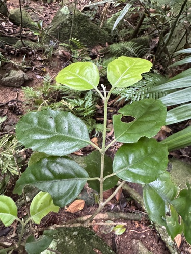 Steganthera laxiflora observed 2025-09-21
