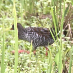 Pardirallus maculatus