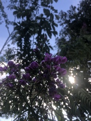 Lonchocarpus longistylus