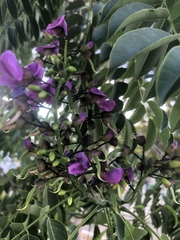 Lonchocarpus longistylus