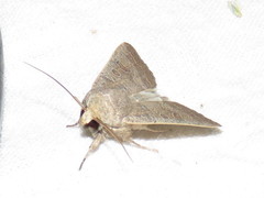Hoplodrina blanda