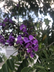 Lonchocarpus longistylus