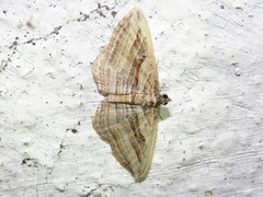 Costaconvexa polygrammata
