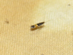 Cosmopterix pulchrimella
