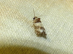 Epinotia thapsiana