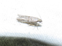 Cadra figulilella