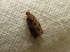 Lobesia botrana