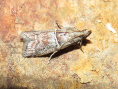 Alophia combustella